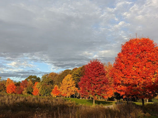 Autumn trees photographed in the distance.